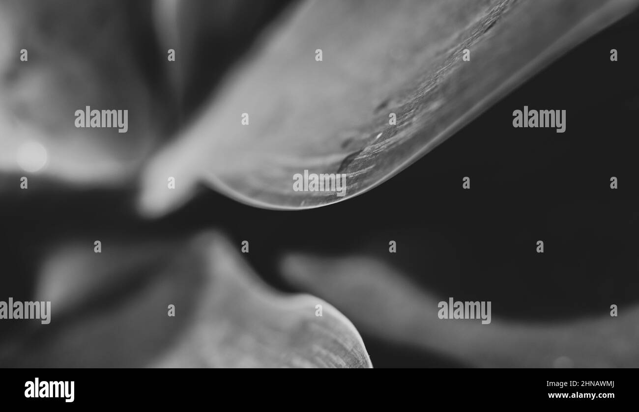 Agave attenuata, details of nature, fox tail plant, macro photography. Stock Photo