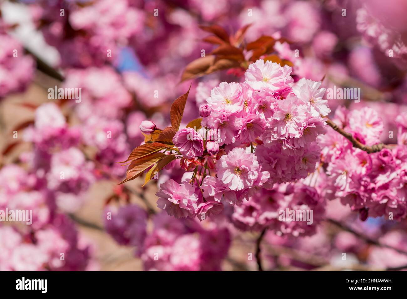beautiful spring pink cherry blossom Stock Photo - Alamy