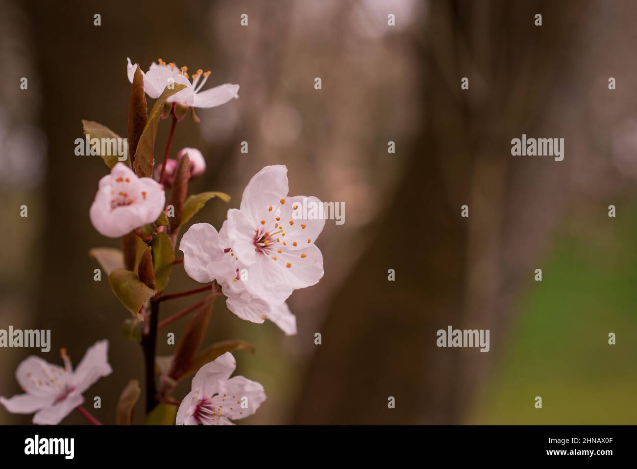 beautiful spring pink cherry blossom Stock Photo - Alamy