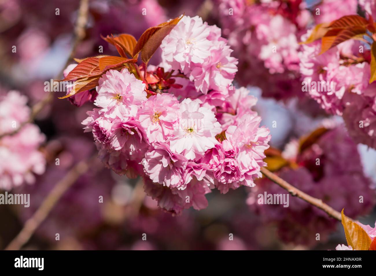 beautiful spring pink cherry blossom Stock Photo - Alamy