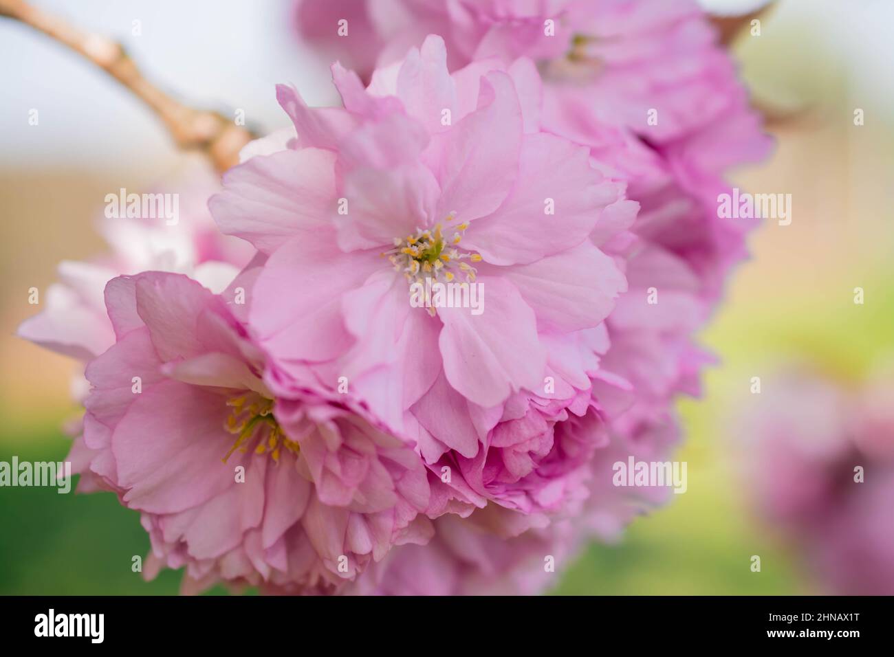 beautiful spring pink cherry blossom Stock Photo - Alamy