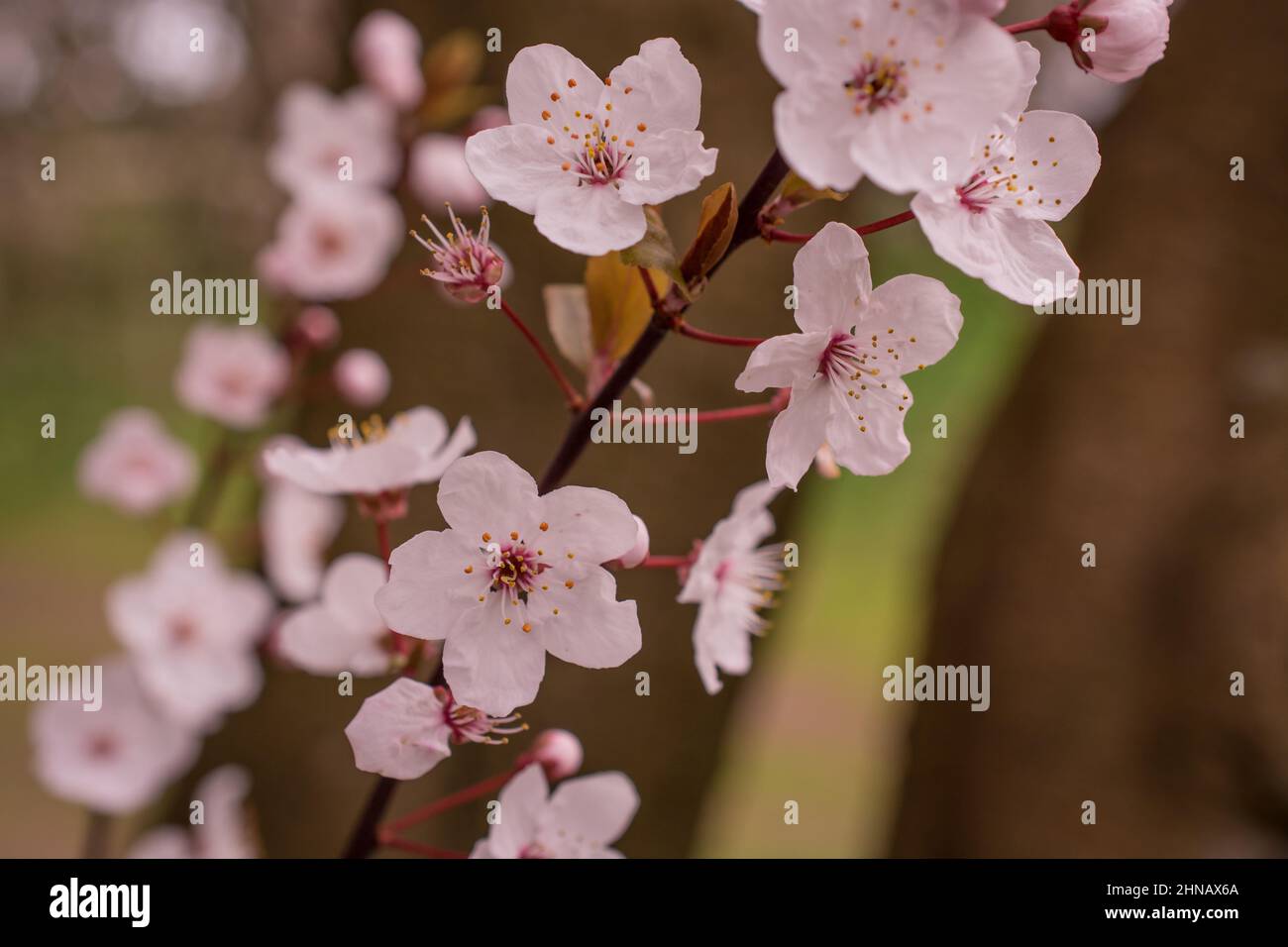 beautiful spring pink cherry blossom Stock Photo - Alamy
