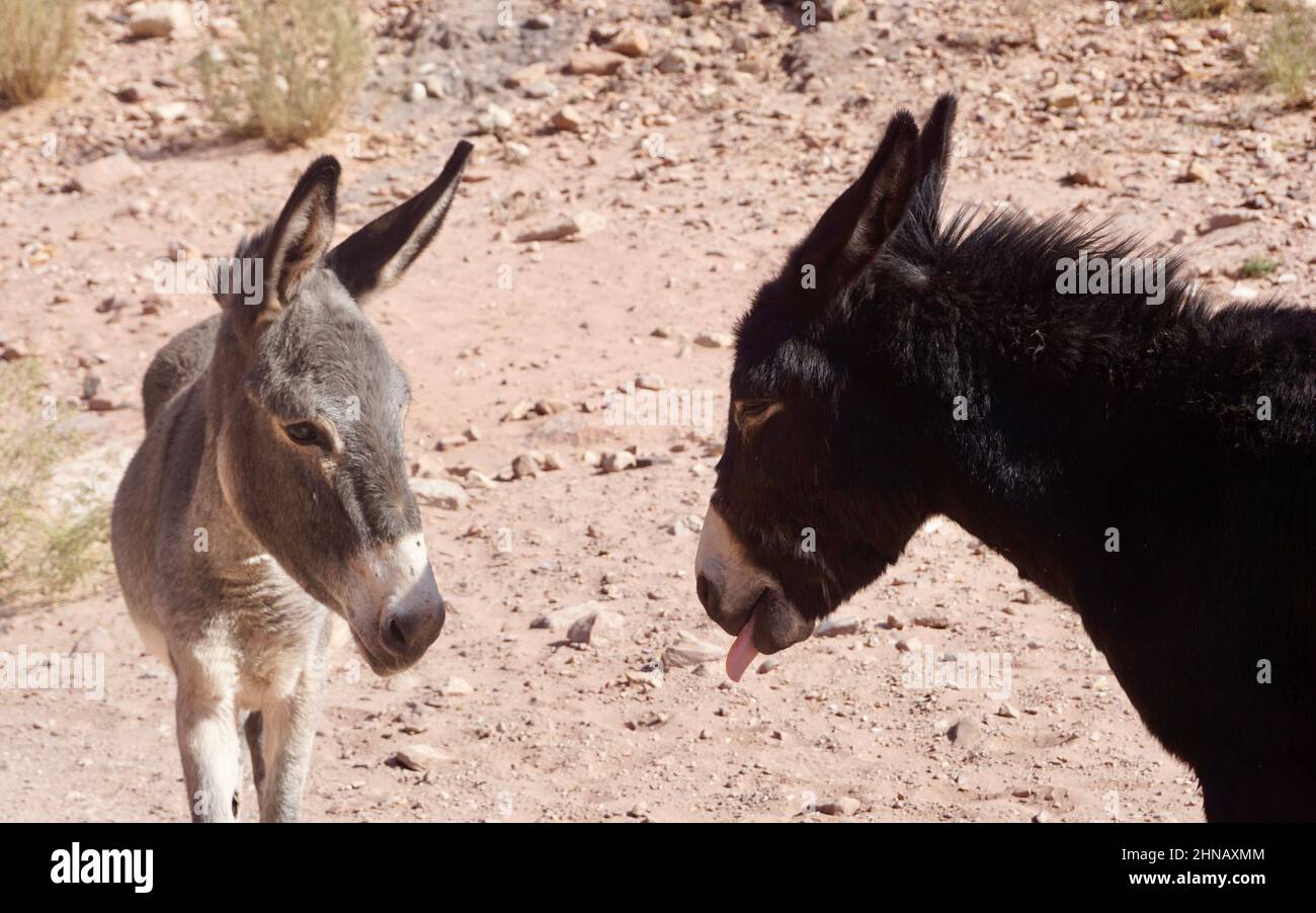 donkeys Stock Photo