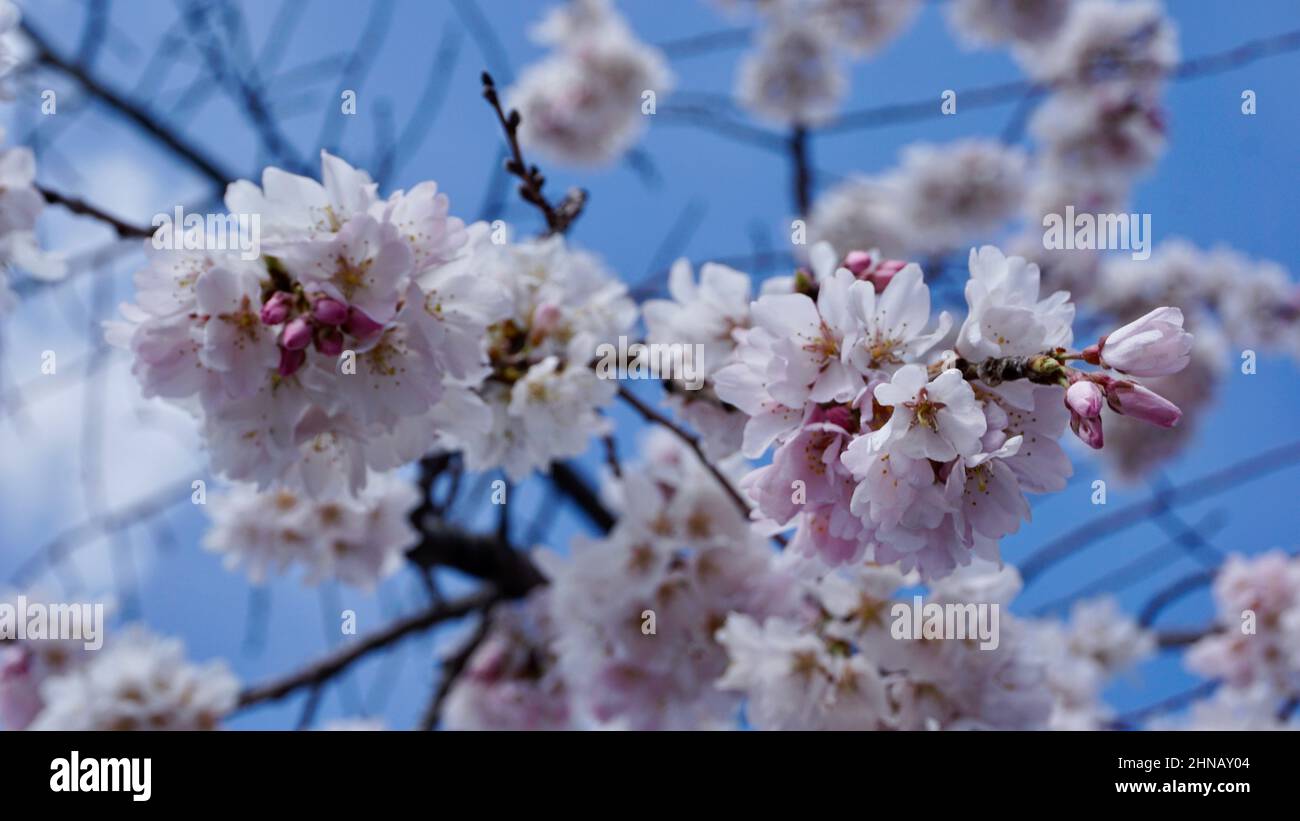 FIORI DI CILIEGIO IN GIAPPONE intelligence overview