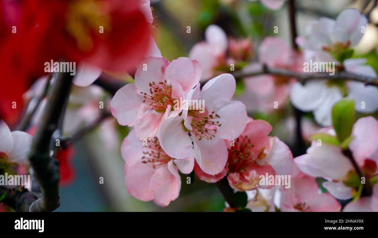 fiori di ciliegio di colore rosa intenso, la fioritura dei ciliegi in Giappone  Stock Photo - Alamy