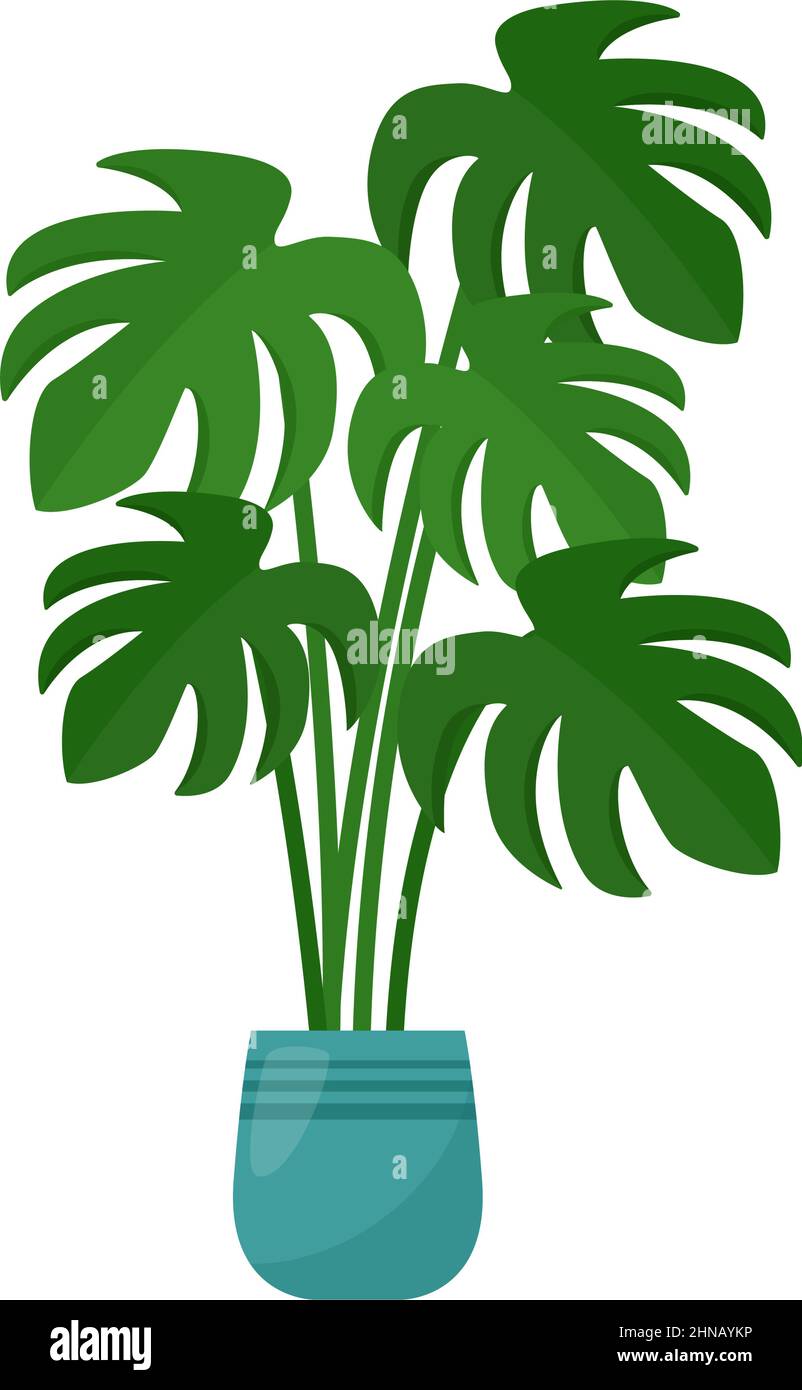 Monstera houseplant in flower pot on white background, vector illustration Stock Vector