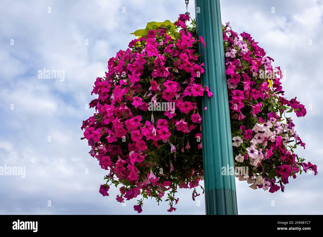 Town's basket of pink petunias hanging from a lamppost. Stock Photo