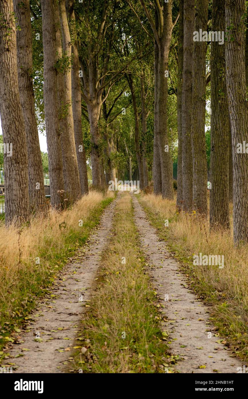 Vertical shot of road surrounded by tall trees Stock Photo - Alamy
