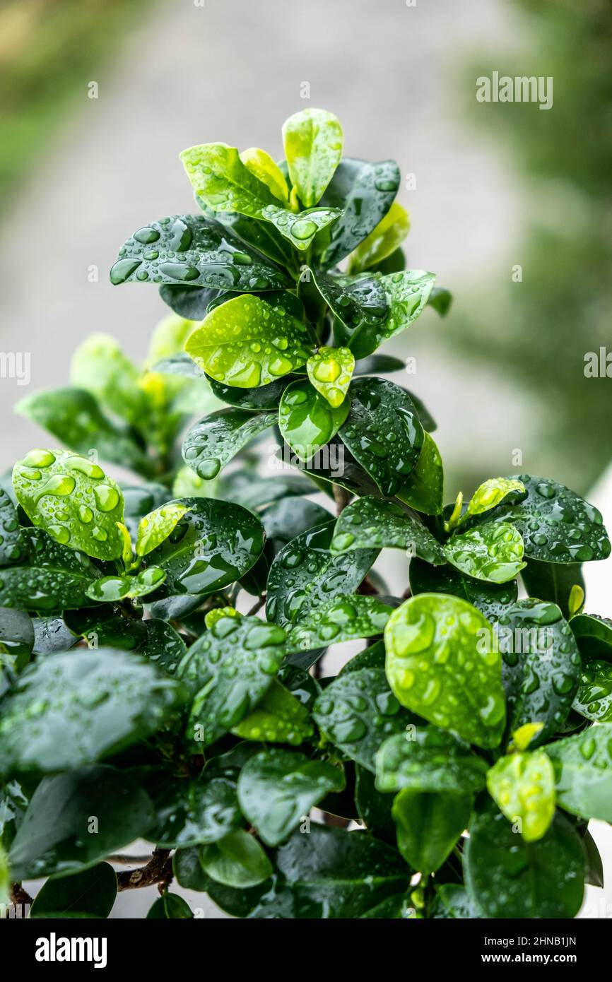 Selective focus shot of fresh green foliage with water drops Stock Photo