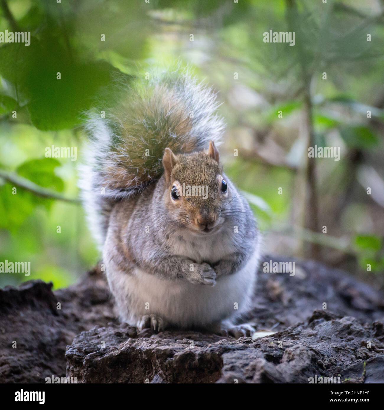 Grey squirrel (Sciurus carolinensis)looking straight forwards. England, UK Stock Photo
