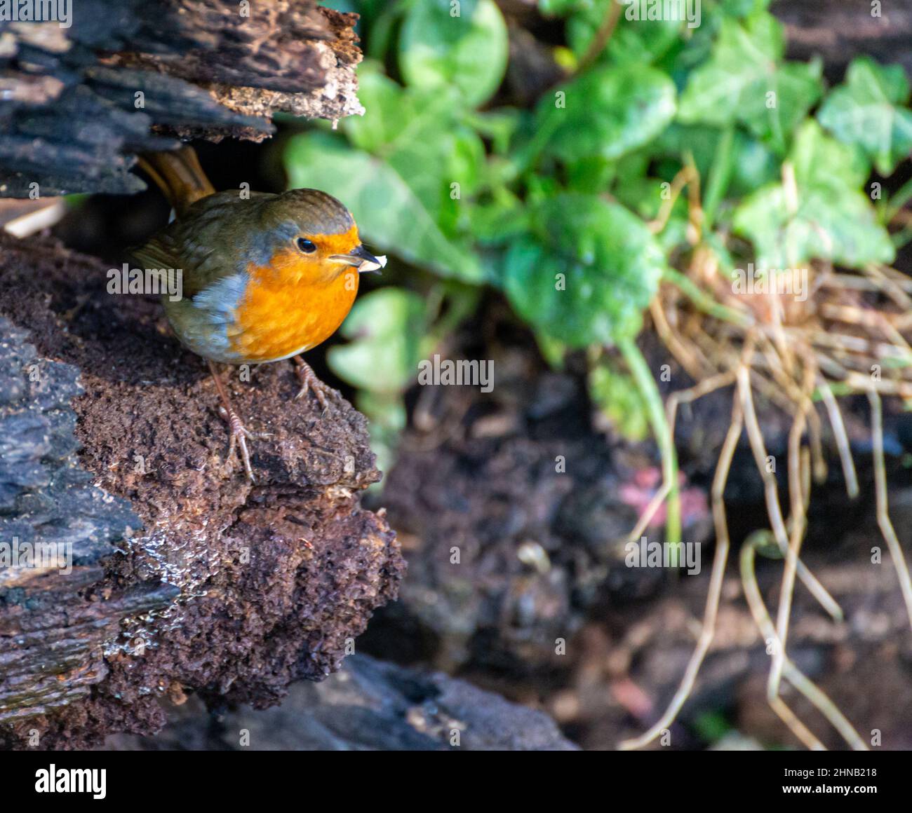 Robin carrying a corn seed in its beak. England, UK Stock Photo