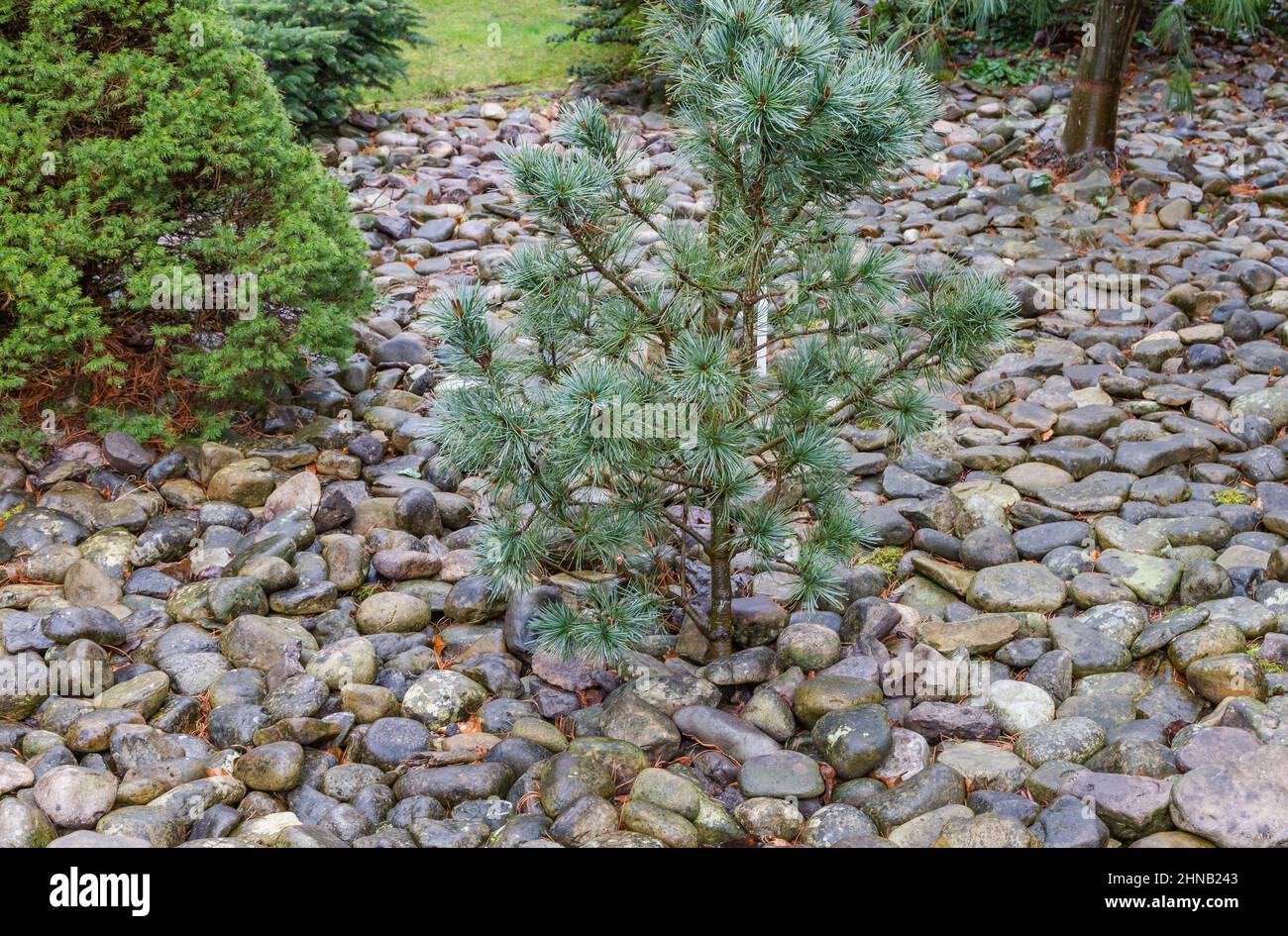 Conifers and pine trees planted in pebbles. Stock Photo