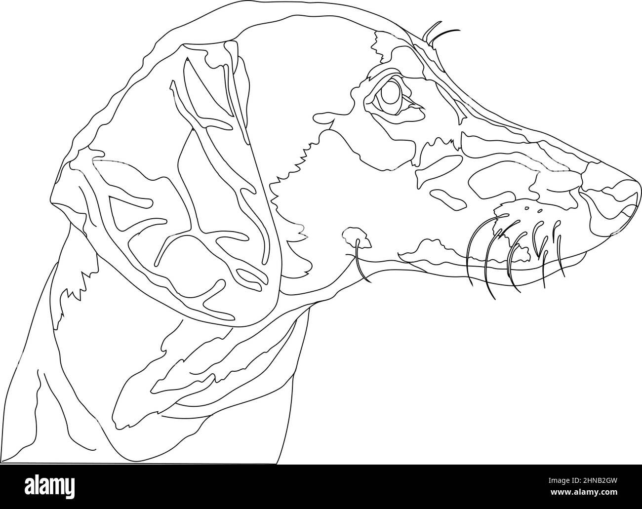 Dog Kurzhaar isolated on a white background. Vector illustration. Creepy Dog Kurzhaar hand drawn. Stock Vector