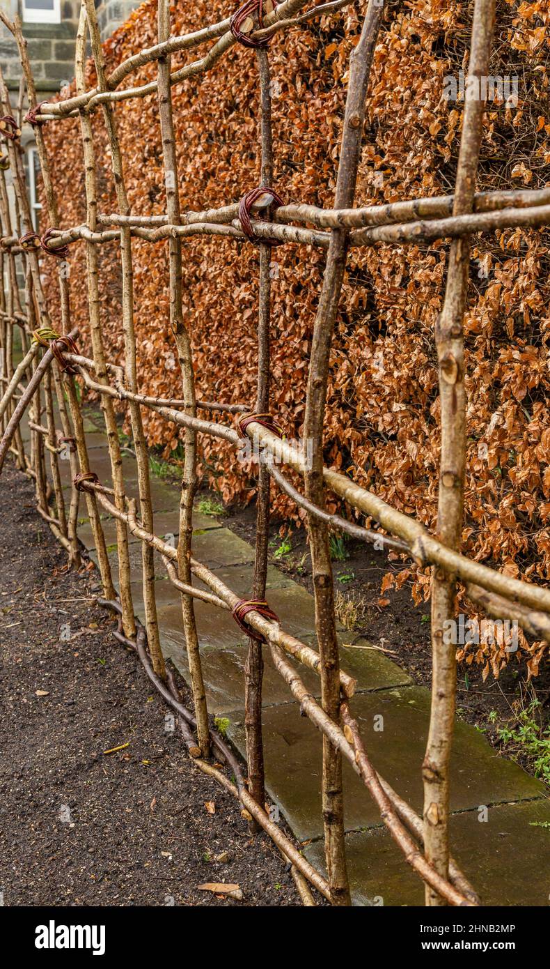 Natural plant support frame next to a beech hedge in winter. The supports are made from tree branches tied together. Stock Photo