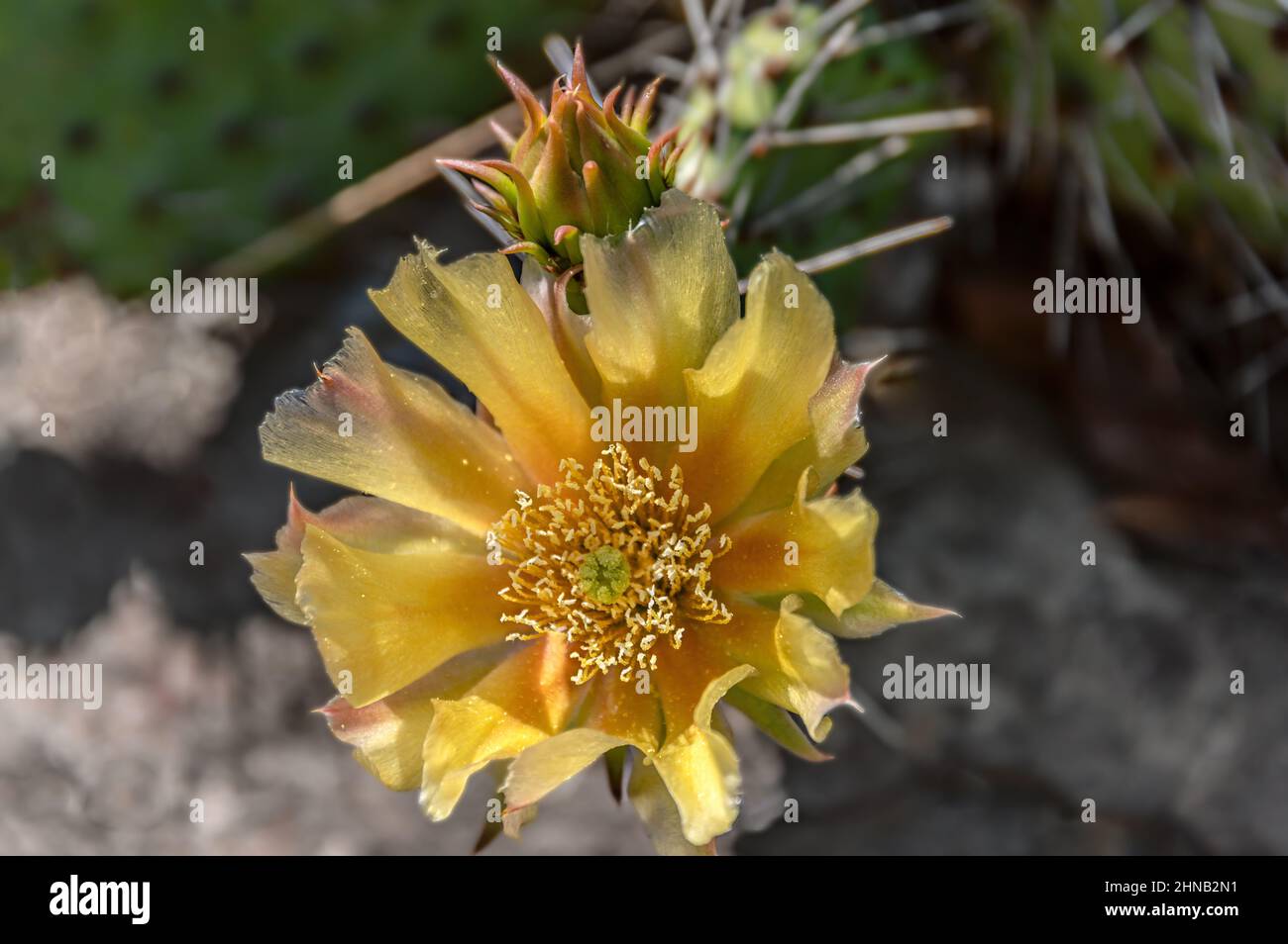 Close up of a Opuntia ficus-indica flower at the botanic garden of Dresden, Saxony, Germany Stock Photo