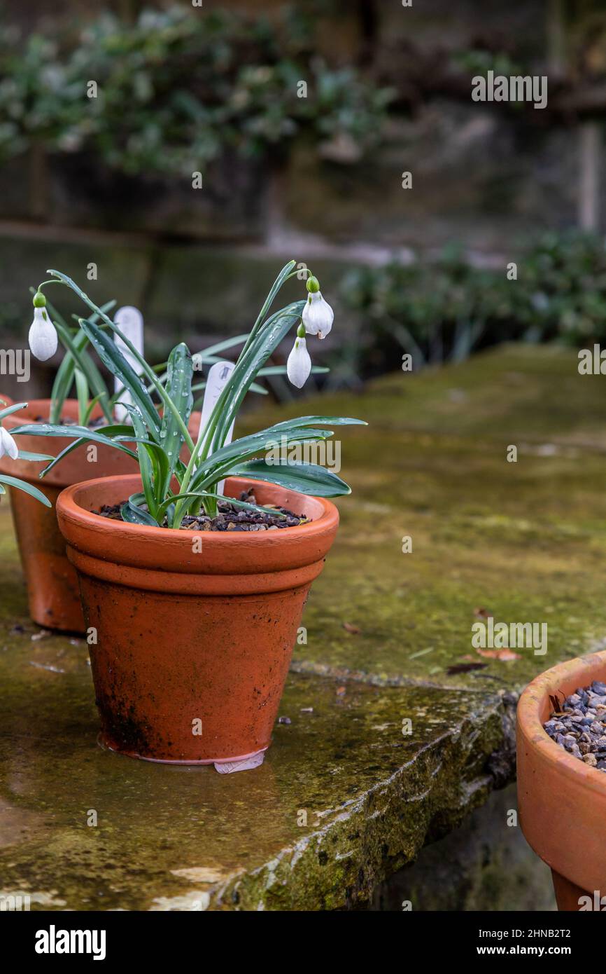 Snowdrops growing in clay plant pots on a garden wall. Stock Photo