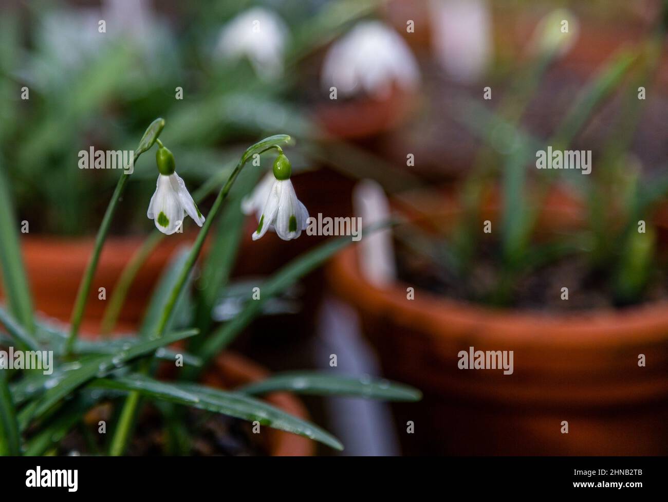 Snowdrops - 'Glanthus Plicatus Imposter' in clay pots. Stock Photo