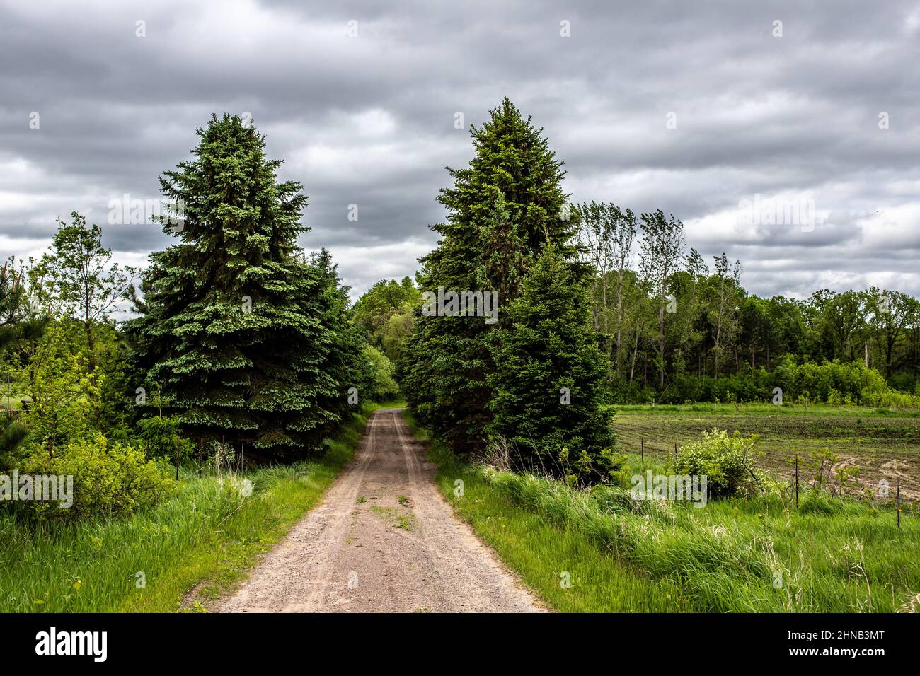 Row of evergreen trees lining a gravel driveway with trees and a field to the right. Stock Photo