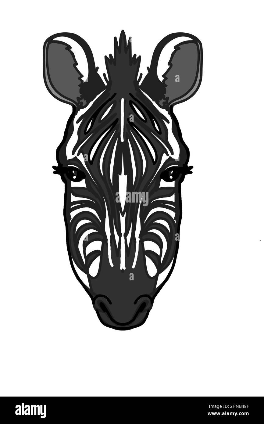 Zebra head,drawing ,illustration white background. Stock Photo