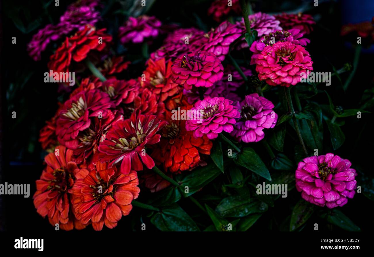 Profusion of brightly colored pink  zinnias, summer flowers exuding joy and good energy. Stock Photo