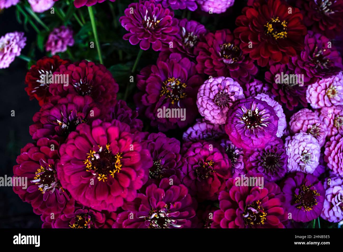 Profusion of brightly colored pink, fuchsia, purple and red zinnias, summer flowers exuding joy and good energy. Stock Photo