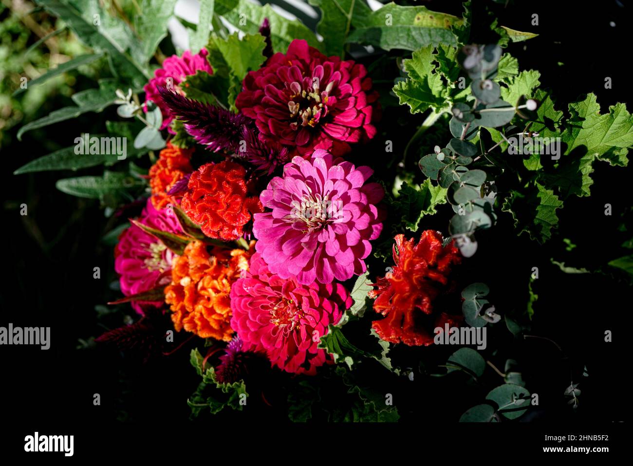 Bouquet  of brightly colored red and pink zinnias and green eucalyptus leaves gathered on a flower farm. Stock Photo