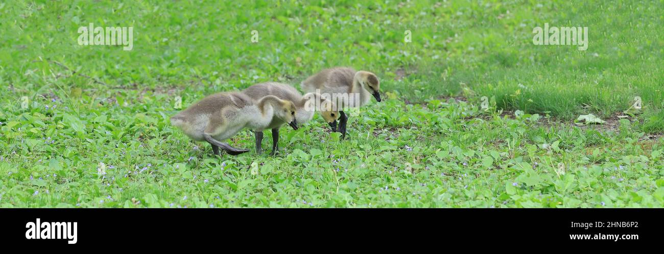 Goslings pecking for food in the springtime near Jerusalem Pond, St. Croix Falls, Wisconsin USA. Stock Photo