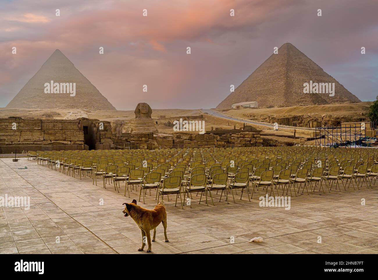 A stray dog wanders amongst the seating arrangement for the evening's Pyramids Sound & Light show in Giza Stock Photo