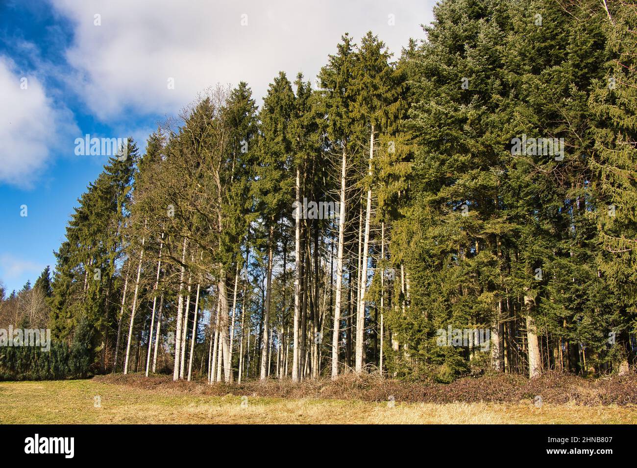 View of tall trees in a forest Stock Photo - Alamy