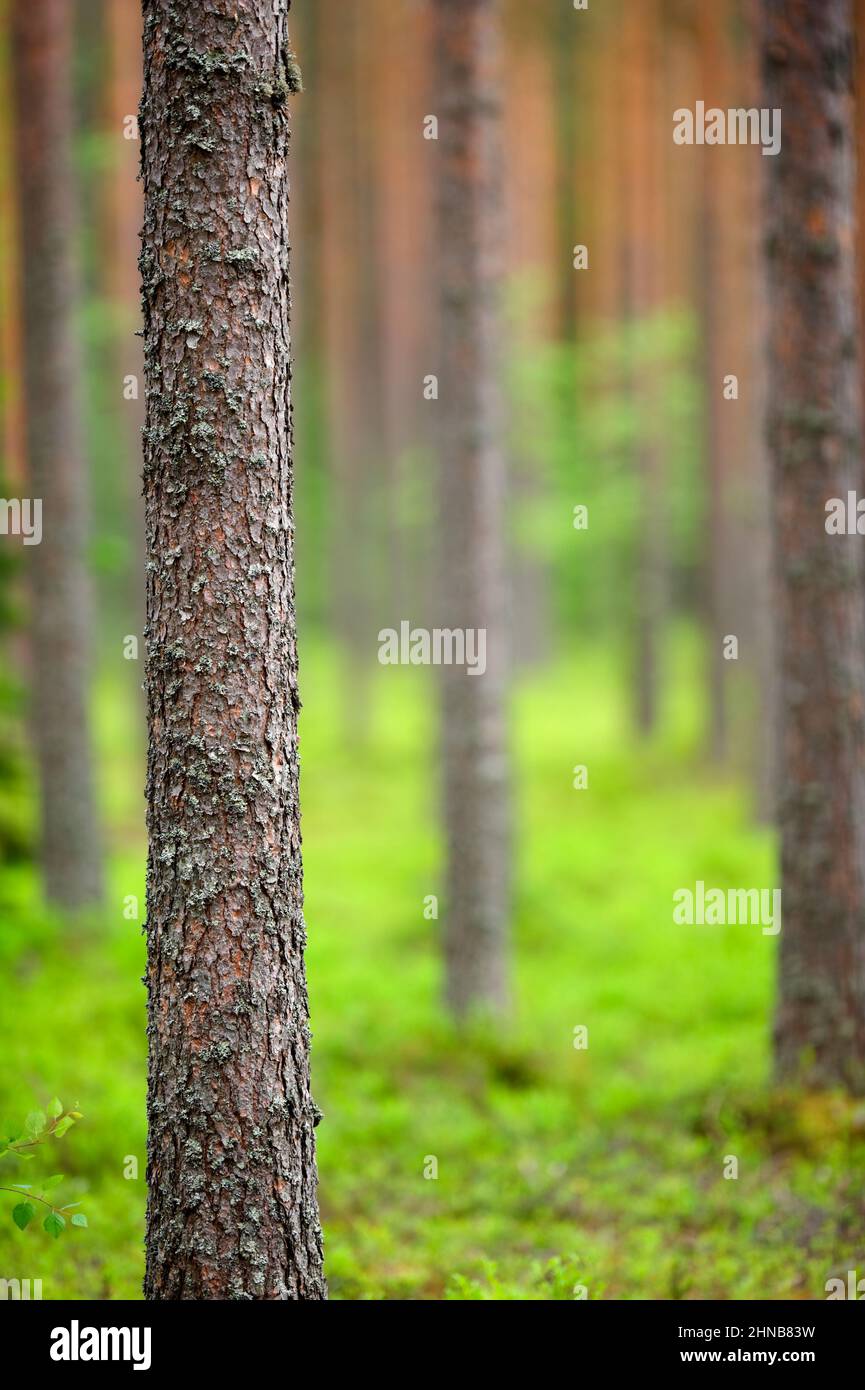 Scots pine (Pinus sylvestris) forest. Focus on foreground pine trunk, shallow depth of field. Stock Photo
