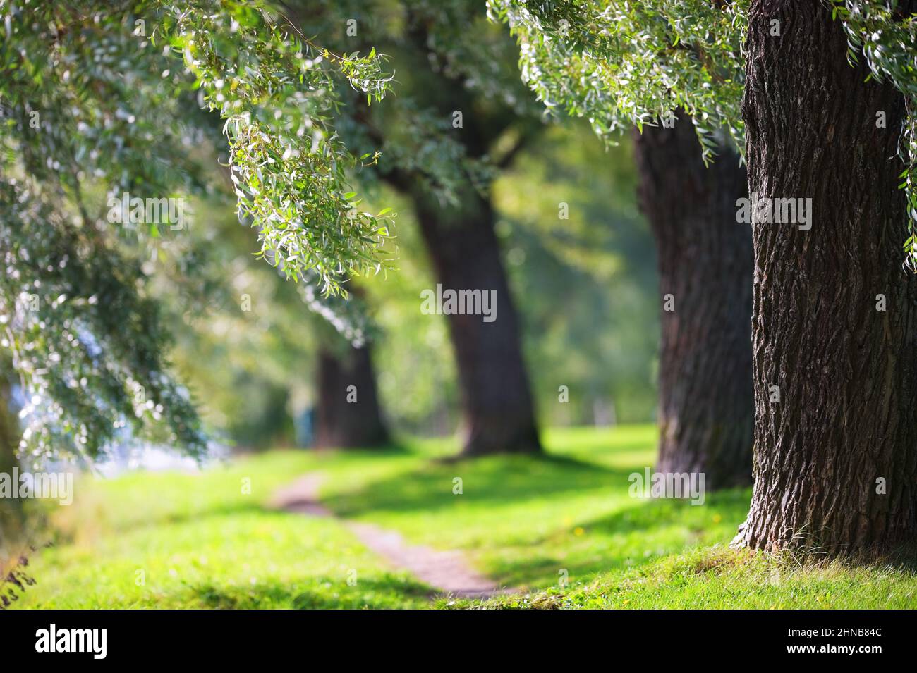 White Willow trees (Salix alba var. sericea 'Sibirica') in the park. Focus on foreground tree trunk. Shallow depth of field. Stock Photo