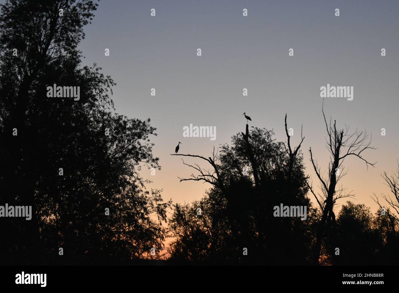 Störche auf Baum im Ried in der Abenddämmerung, Störche, Silhouette, Sonnenuntergang, Storche im Abendrot Stock Photo