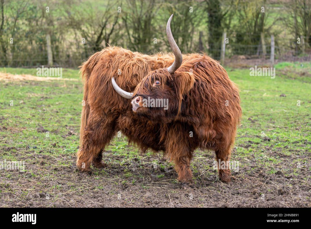 Highland cow with reddish brown coat scratching himself with its horn in a meadow in winter. Stock Photo