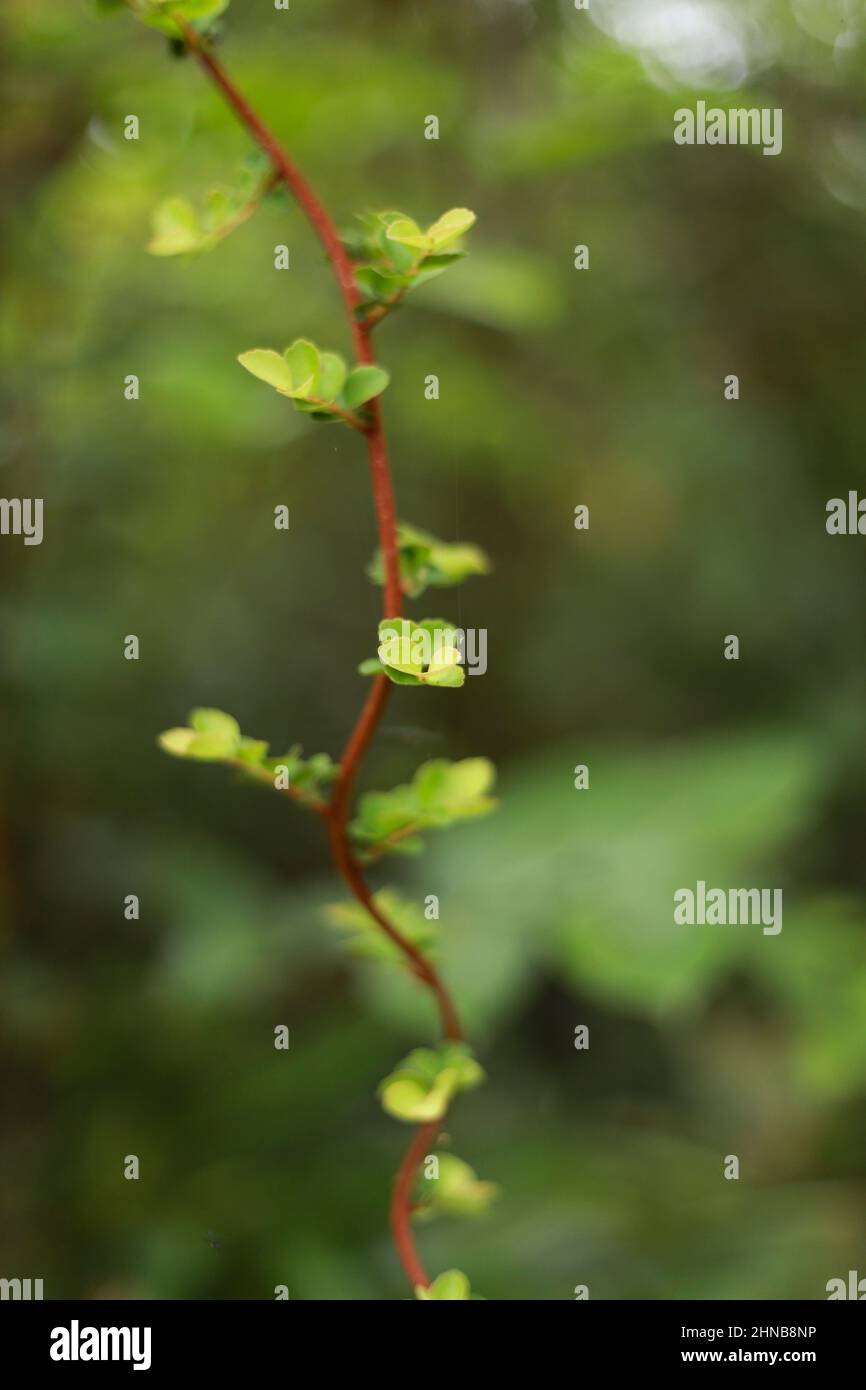Featuring slender green leaves hi-res stock photography and images - Alamy