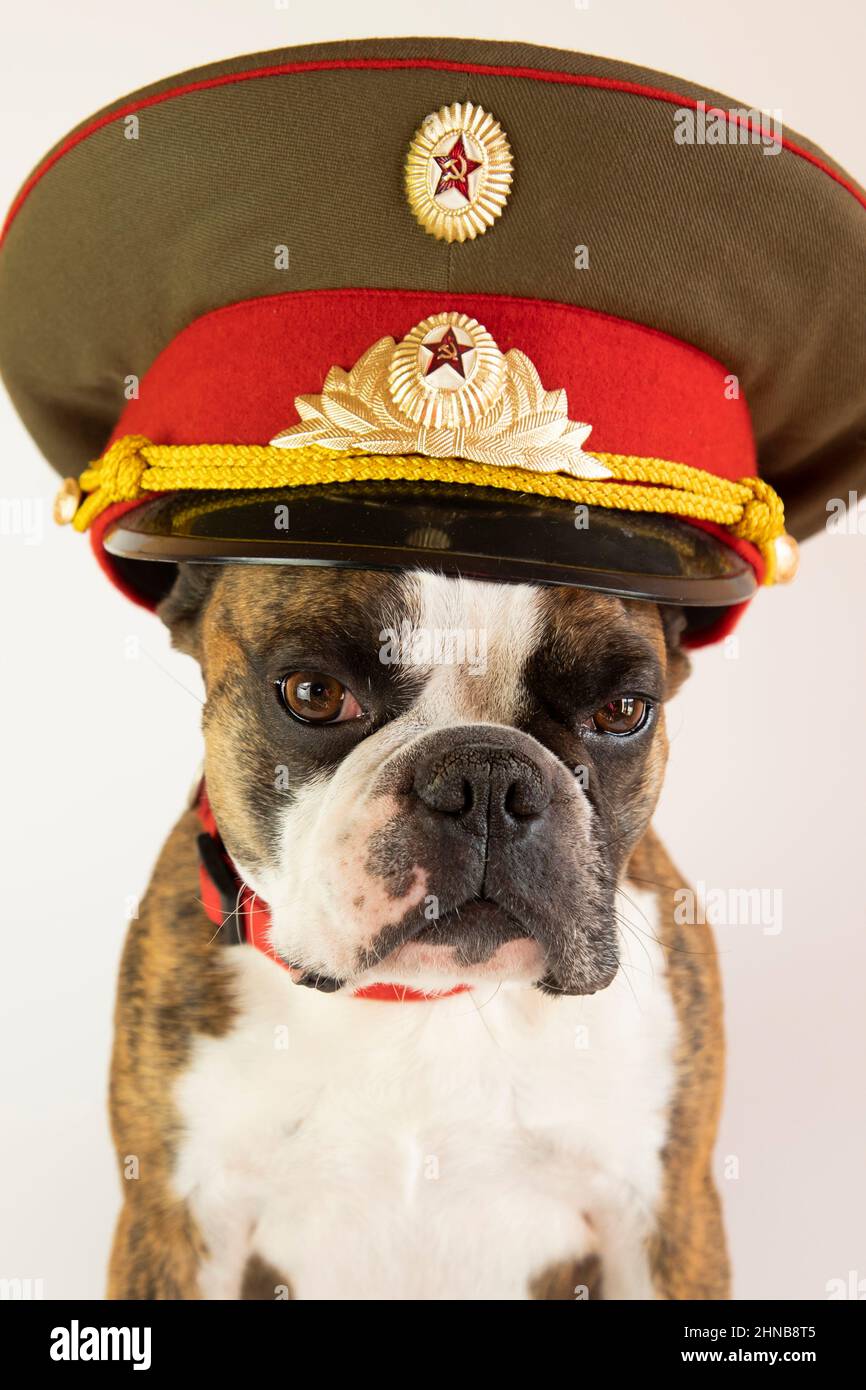 funny Boson terrier in a police cap of the times of the USSR Stock Photo