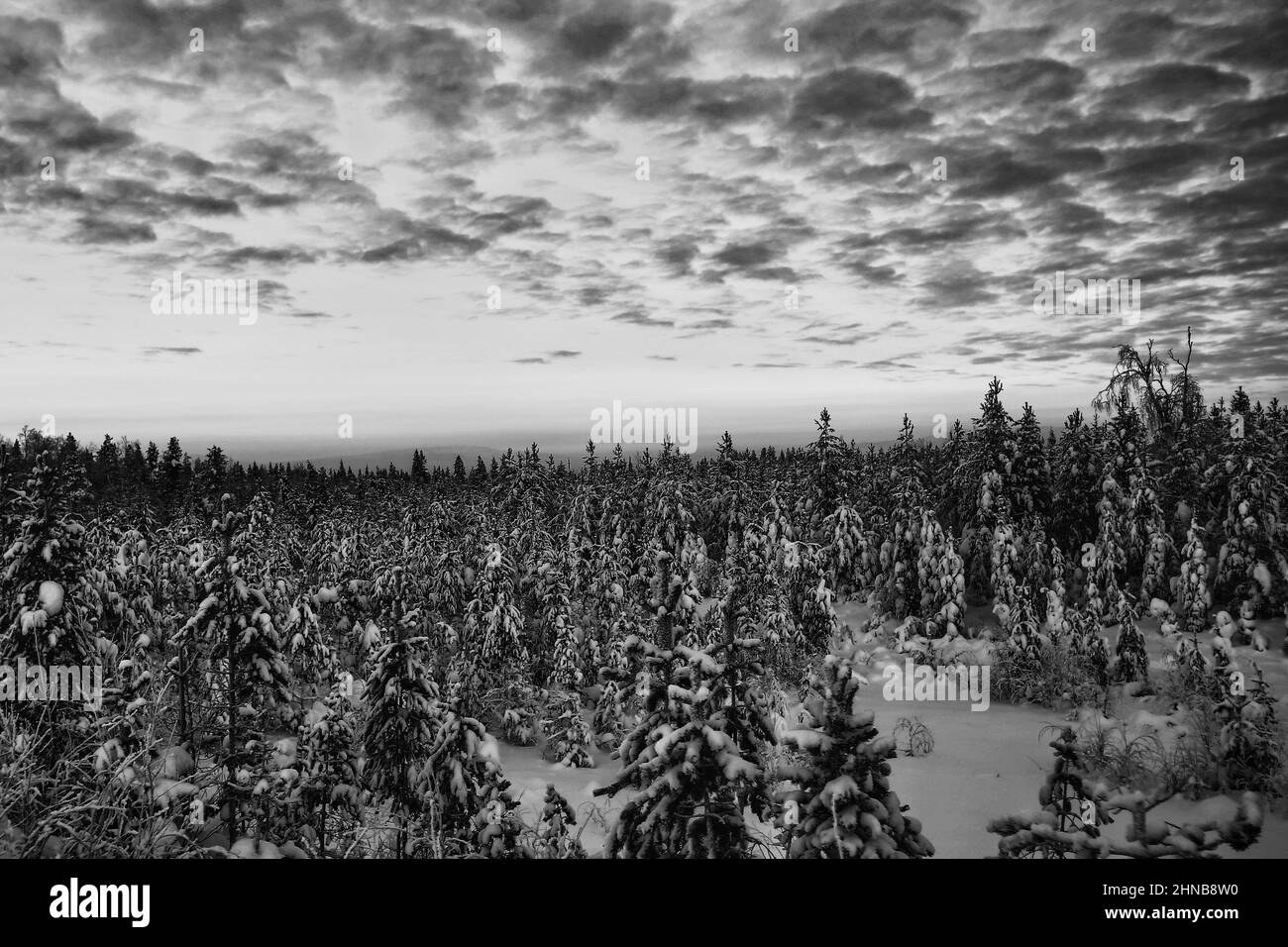 Black and white shot of winter landscape in a Swedish forest Stock ...