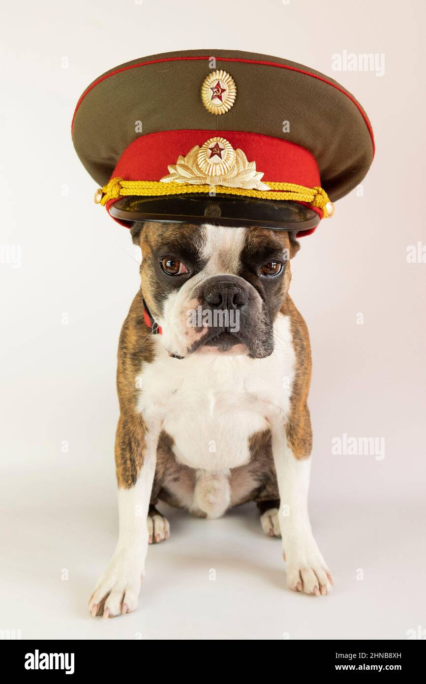 funny Boson terrier in a police cap of the times of the USSR Stock Photo