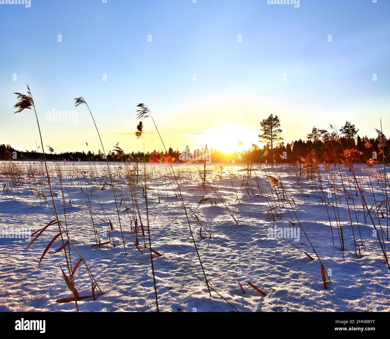 Backlit reed in frozen lake in Sweden Stock Photo - Alamy