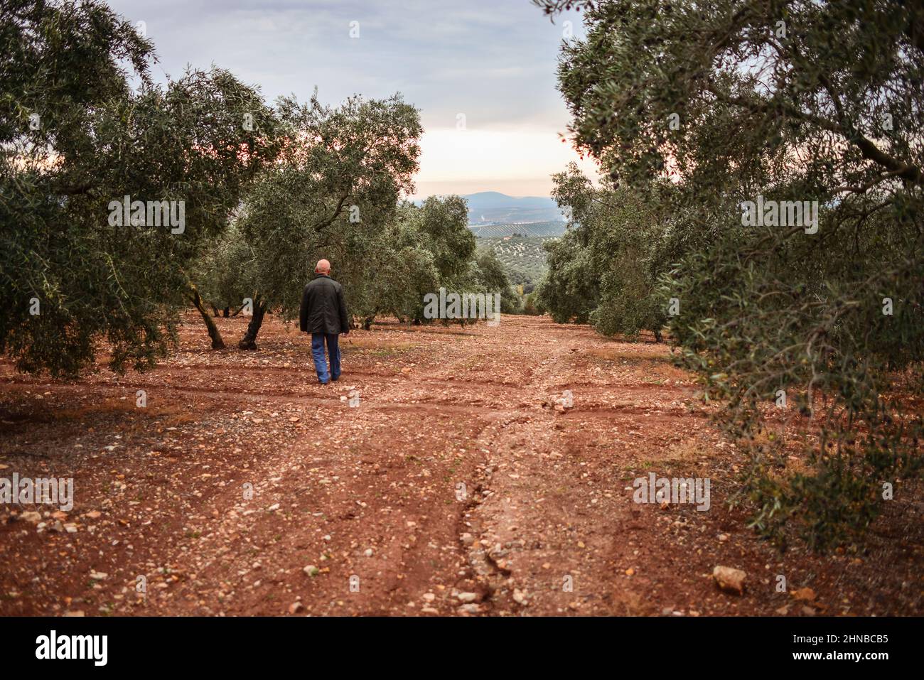 Anonymous man walking in olive cultivation in Andalusia at sunset Stock Photo