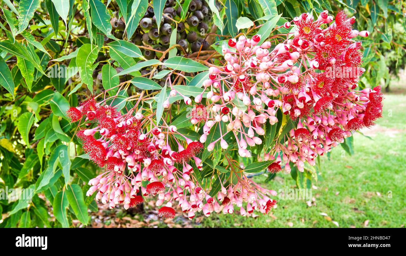 Beautiful pink flowers of the Illawarra Flame tree Stock Photo