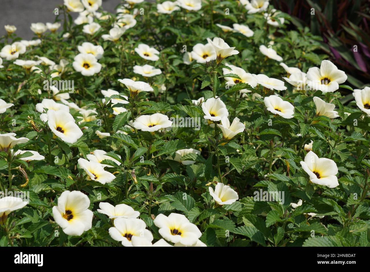 Turnera subulata (Also called yolanda, Turnera subulata, white buttercup, sulphur alder, politician's flower, dark-eyed turnera, white alder) flower. Stock Photo