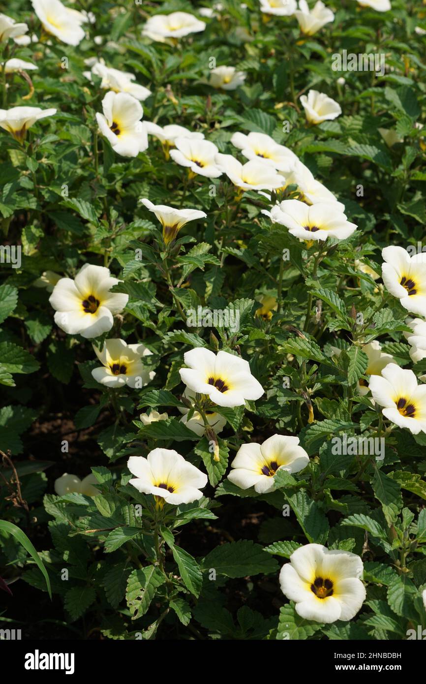 Turnera subulata (Also called yolanda, Turnera subulata, white buttercup, sulphur alder, politician's flower, dark-eyed turnera, white alder) flower. Stock Photo