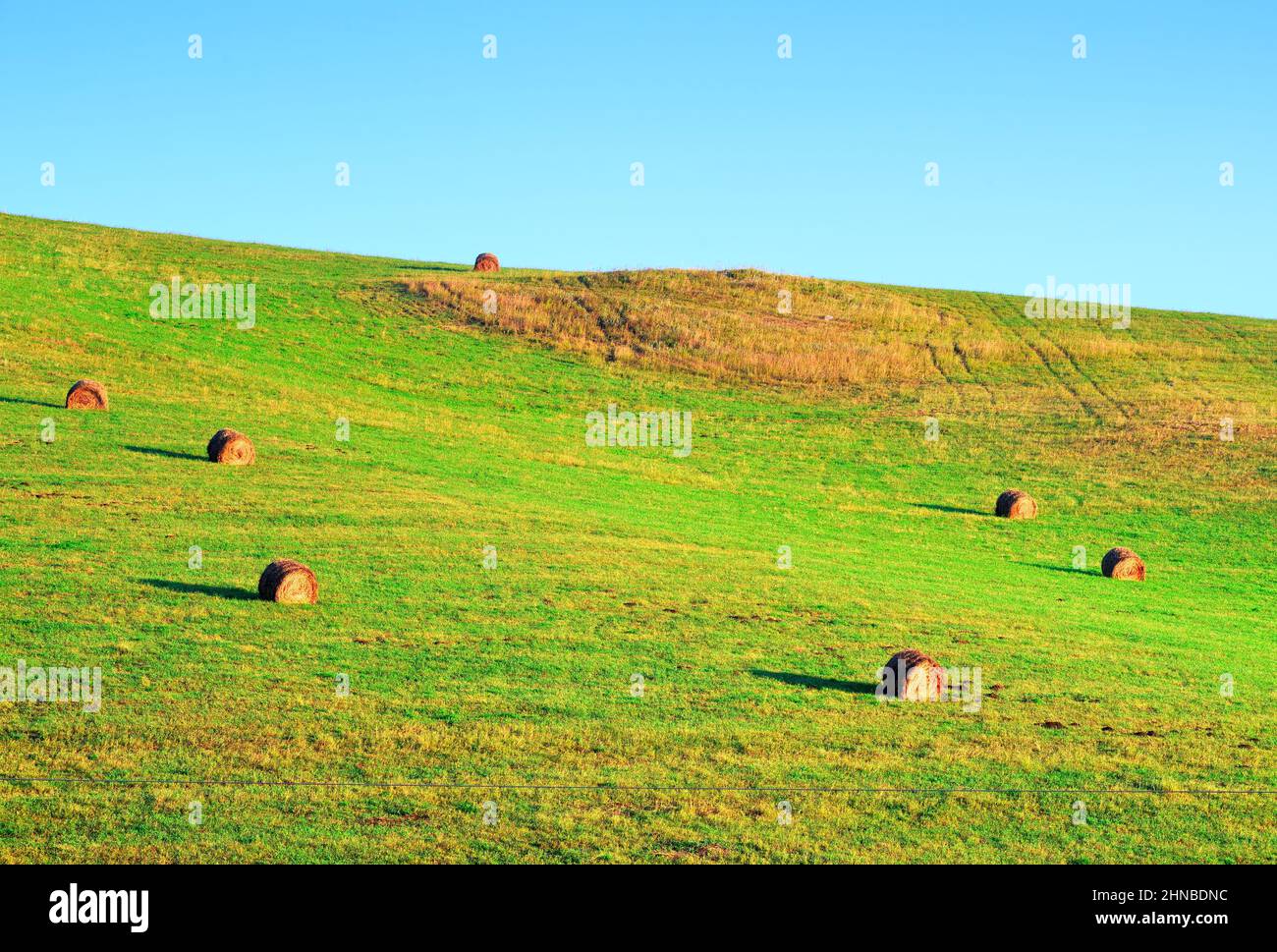 Rolls of mown hay on a hillside in the morning under a clear blue sky ...