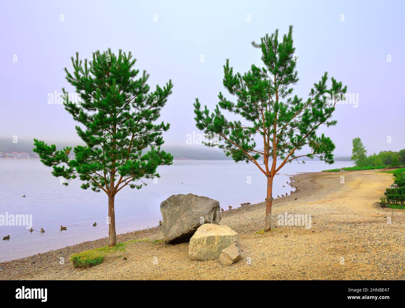 Two pine trees among the stones by the river, ducks on the water. Krasnoyarsk, Siberia, Russia Stock Photo
