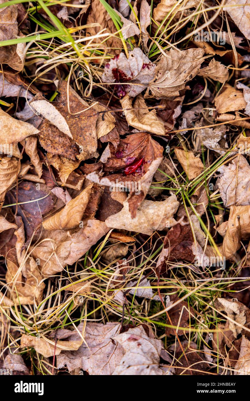 Blood trail left by a white-tailed buck shot by a Wisconsin bowhunter. Stock Photo