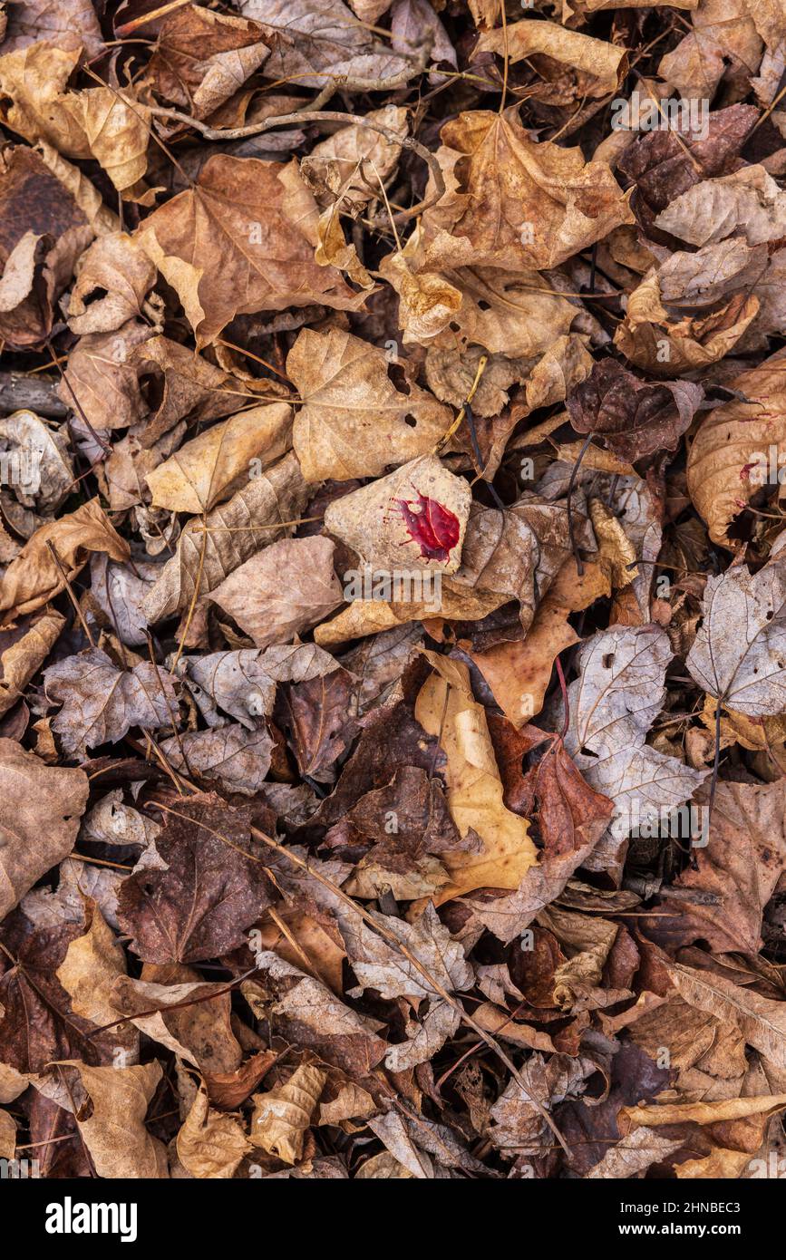Blood trail left by a white-tailed buck shot by a Wisconsin bowhunter. Stock Photo