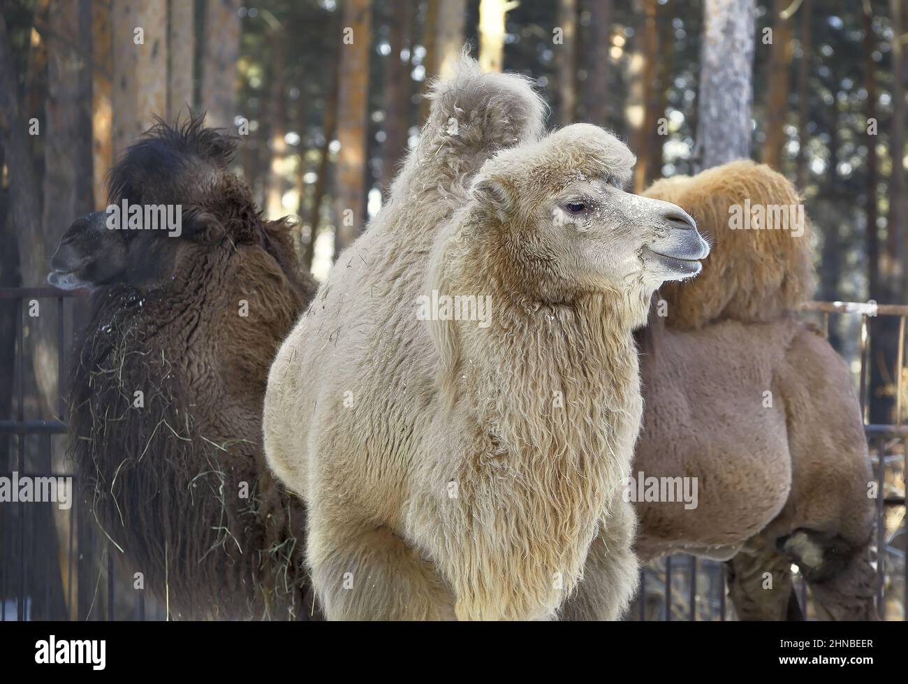 Three camels in winter. Two-humped camels with thick fur in the forest ...