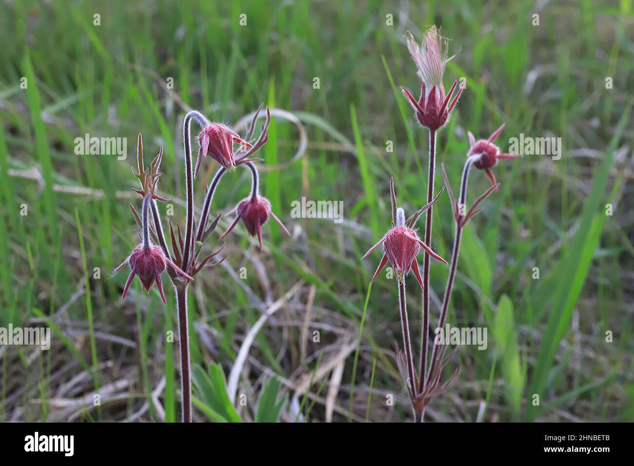 Buds of the Prairie Smoke Wildflower getting ready to flower at Wild River State Park, Chisago Co., MN, near Taylors Falls, Minnesota. Stock Photo