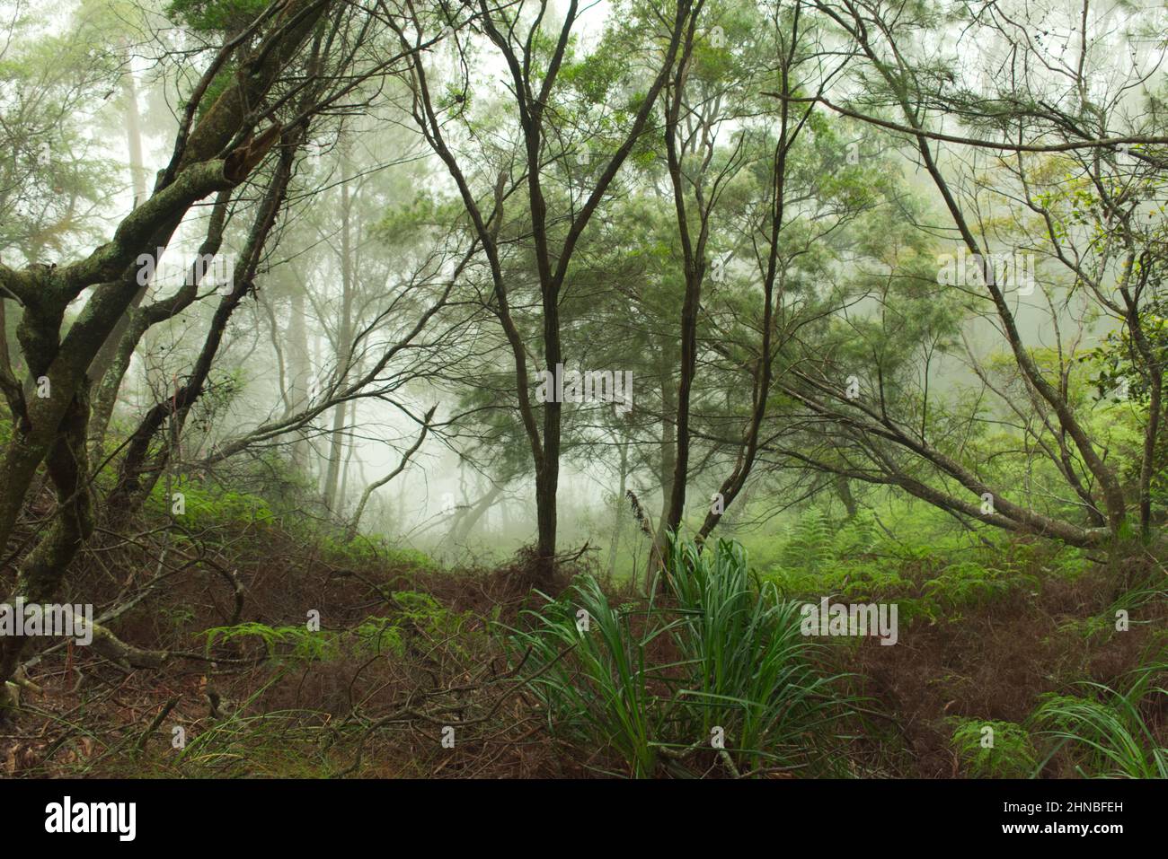 Forest with eucalyptus trees in New South Wales, Australia Stock Photo Alamy