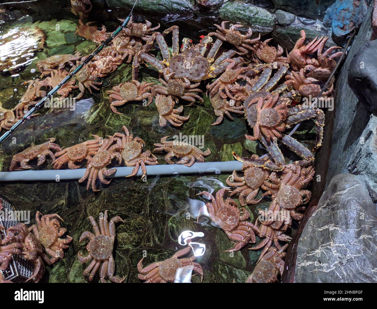 Number of big crabs in a water pond surrounded by water plants Stock Photo